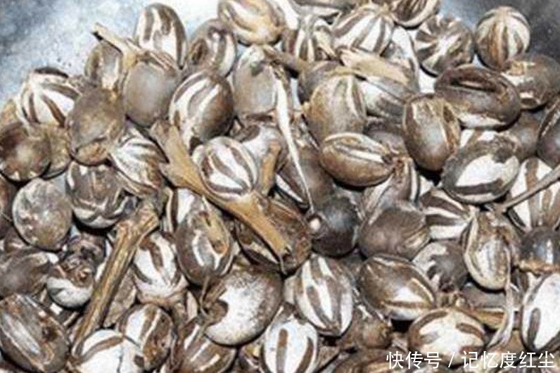 80后农村孩子的最爱，如今200一斤但却很难买到了