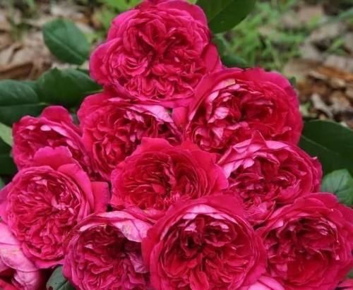 『妖娆』此花花色红红火火,开花量多,花朵硕大,养护在庭院妖娆多姿