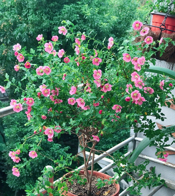 秋天养三角梅,优选这款“柠檬黄三角梅”,堪称“开花机器”!美