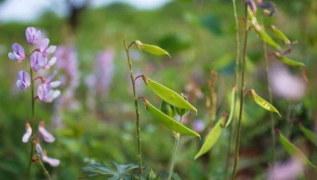 「野豌豆」这种野生豌豆堪比山珍,掐点嫩芽唇齿留香,揪点种子自家就能种