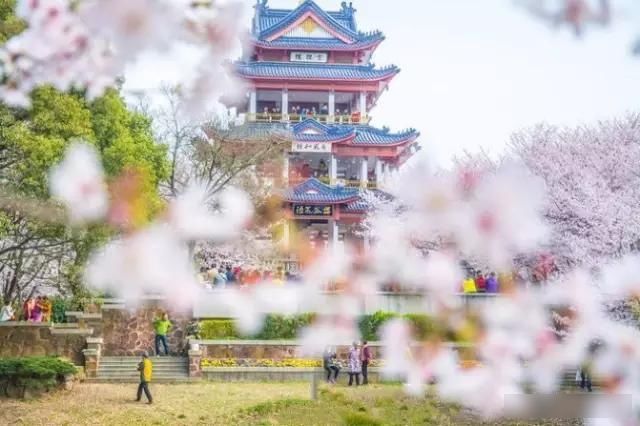  「樱花」中国这些花开成海的地方，美极了