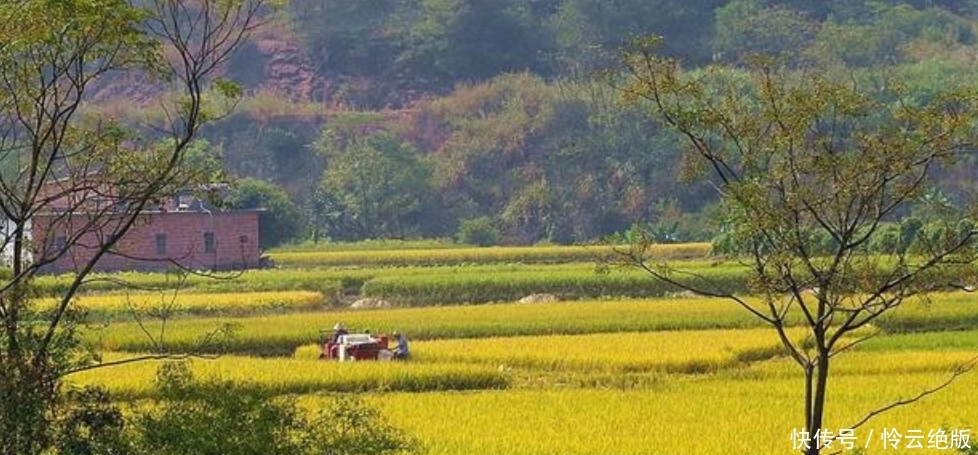  #儿子#农村留守老人养鸡“秘籍”，比打工的儿子还赚得多