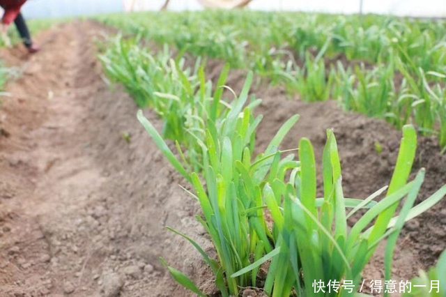 农民不种玉米种它，亩产4000斤，一斤4元以上，收入比玉米提高4倍