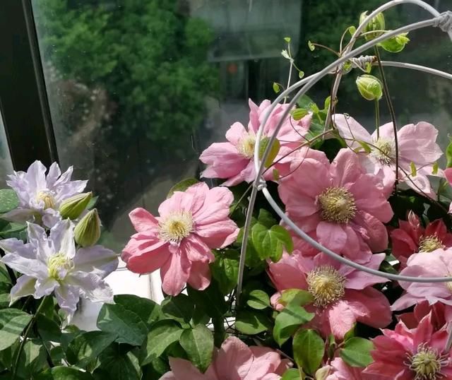  「满鲜花」开满鲜花的阳台,美不胜收
