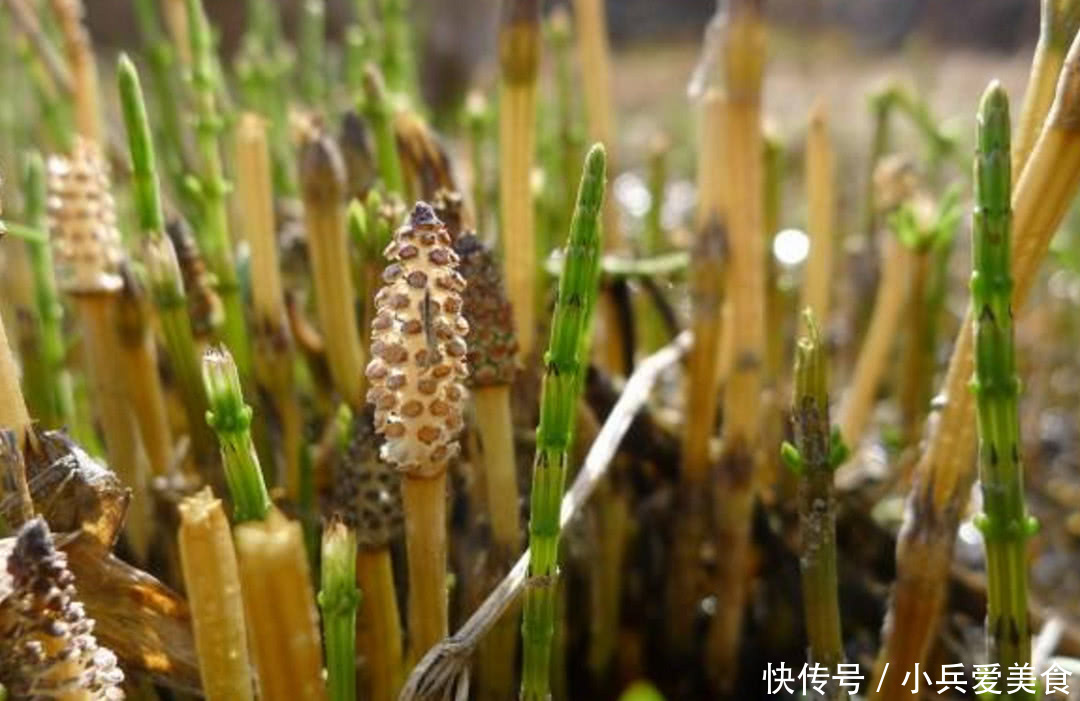 在田里发现这种野草，记得带回家，现在很珍贵，而且根能吸金