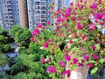  正红：五月花正红绽放的鲜花装扮了成都人的阳台