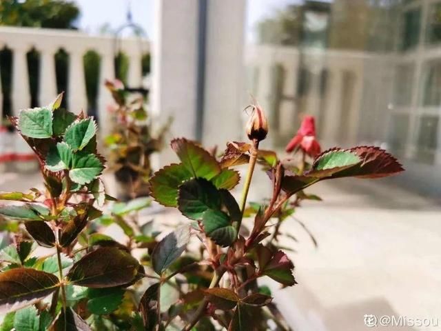  ＂x＂:＂0＂在家自制壮根水，7天浇一次，养出白胖萝卜根！