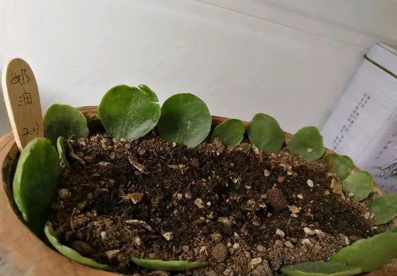【发芽】5种花太贵,别花“冤枉钱”,剪片叶子丢盆里,20天生根发芽!