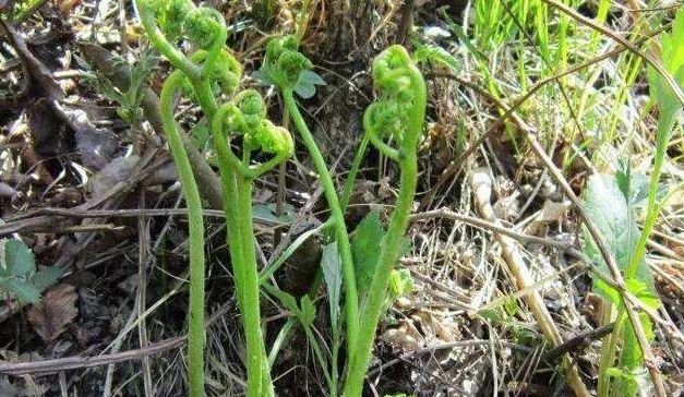  「绿色无添加」山上4种“野菜”，以前没人爱吃，如今成高档菜，想吃得花钱买
