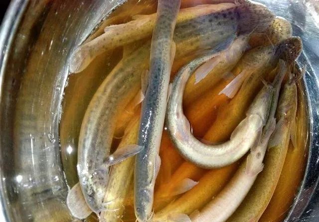 钓鱼人为何讨厌泥鳅党?这三大罪状令人不齿,危