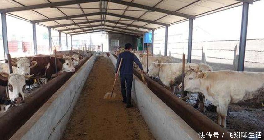  「条件」农村严禁养殖？这3个条件都达标，村干部也不能强制查封