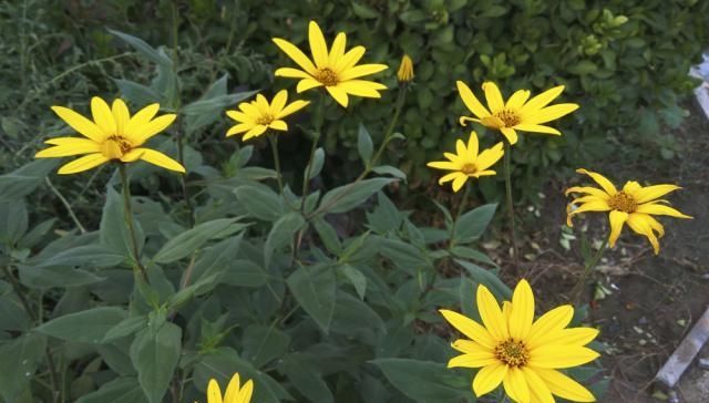  『奇葩』奇葩的入侵植物没人厌，开花是菊收获是姜，比姜不辣好吃百倍