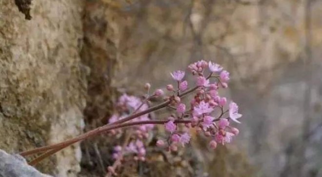 游客发现石头上长出花,拍照留念,导游却说他错过了几十万