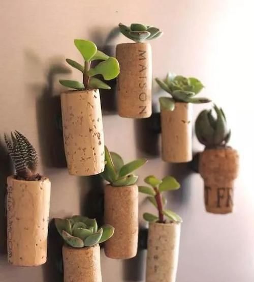  「空间」植物还种在地上？隔壁邻居把植物挂在了墙上，美翻了