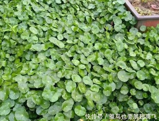 「铜钱」铜钱草忒''爱喝水'',居家盆栽牢记3个重点,枝叶蹭蹭长爆盆