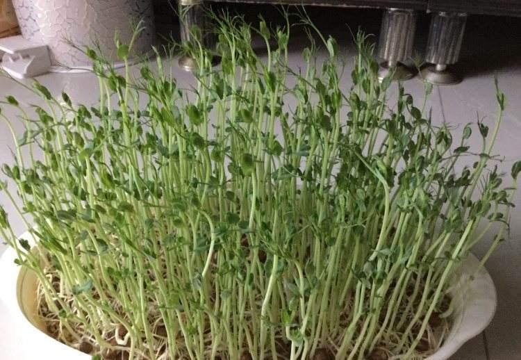  『野豌豆』这种野生豌豆堪比山珍，掐点嫩芽唇齿留香，揪点种子自家就能种