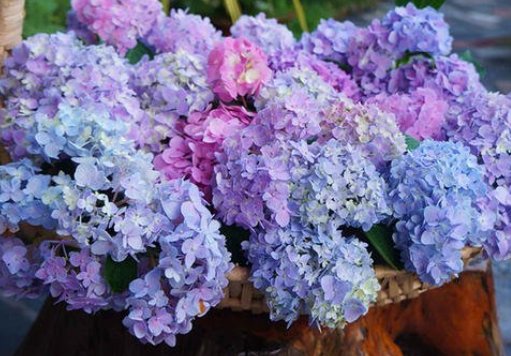  「小花」4种不起眼的“小花”，种阳台上，开花爆棚，五颜六色，花团锦簇