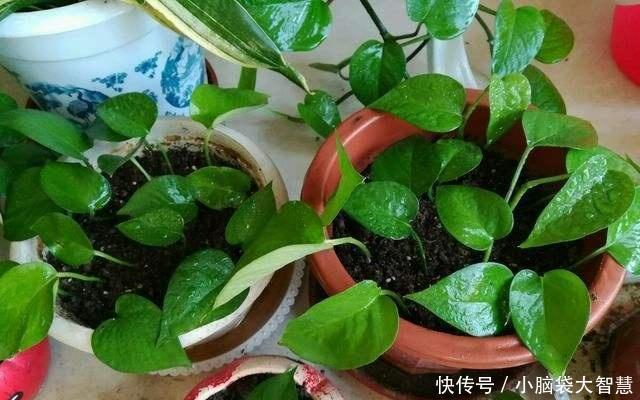 『出满屋子』阳春四月,这“3种花”用1片“叶子”来扦插,10天就发芽、窜满盆
