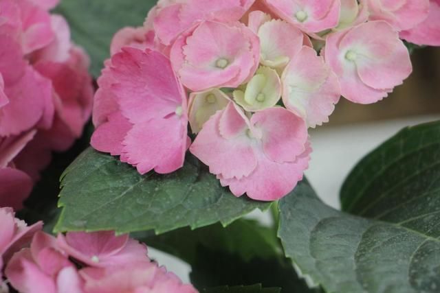于花卉修剪■修剪也得有“度”,“3种花”要悠着点,剪狠了一年不开花