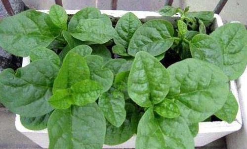  【菠菜】阳台盆栽这些蔬菜，长得快20天上桌，一茬又一茬