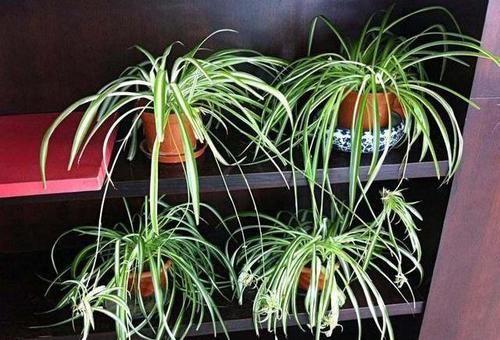  『绿萝』吊兰绿萝，想做邻居，要有“时间限制”，互相伤害，两败俱伤