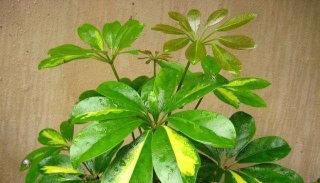 『植物』鸭脚木养护不及时，叶子发黄掉落，该怎么补救？