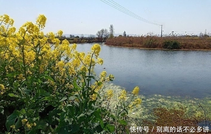 「时间」小河野钓鲫鱼,春季钓鲫鱼的技术心得,钓获11斤野生大板鲫鱼