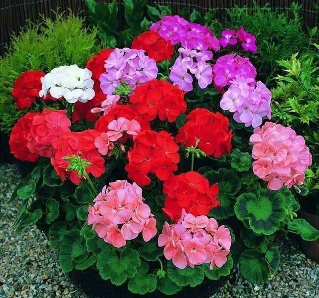 植物@好养还容易爆花的植物,除了长寿花,还有天竺葵,哪个更美