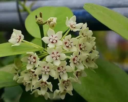  『花窗』这些植物最会爬墙，花墙、花窗、花海、花门选它们最适合了