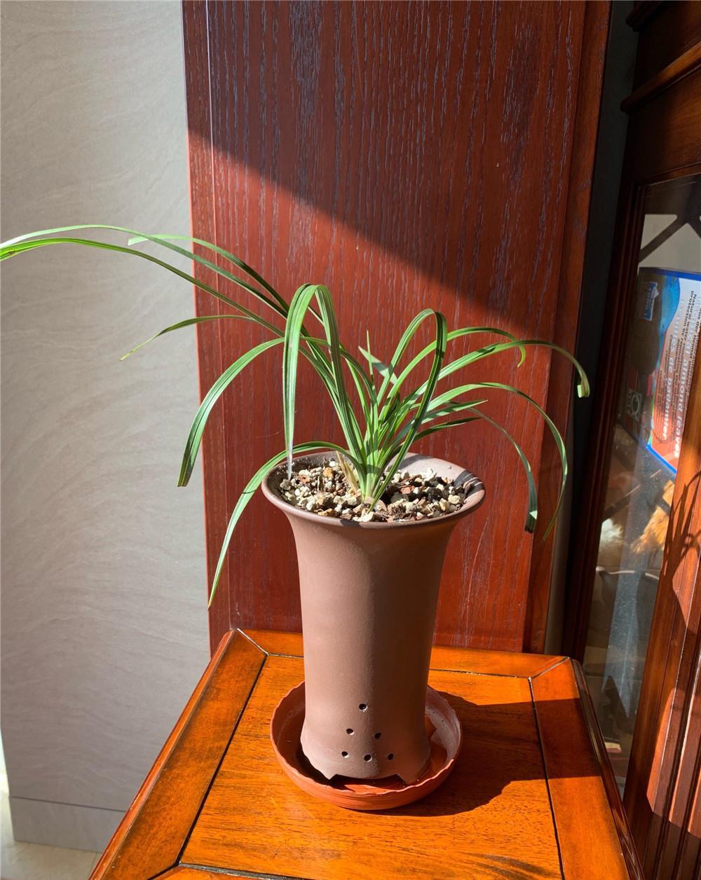 『根爆』“老三样”配料:兰花根爆盆,取不出来,杂交兰太好养!