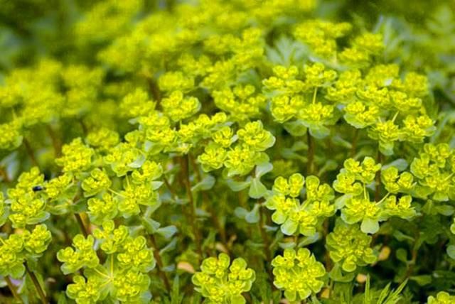 农村一种野草，误当成杂草，药用价值不低估