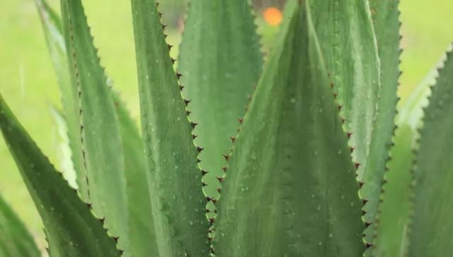  『植物』植物语言｜世纪植物龙舌兰