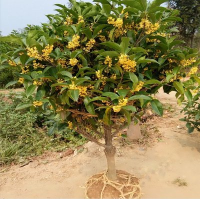 室内外■喜欢花的人有福了！家里种这几款“植物花”，好养耐活，忒漂亮