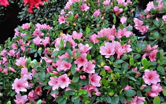  养护杜鹃@杜鹃花容易出现掉叶子，这样做，避免变成“秃头”