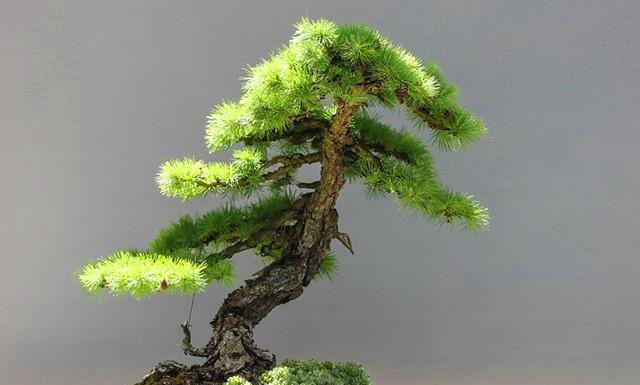 精选花卉:玩盆景,搞懂这十个字,就算入门了