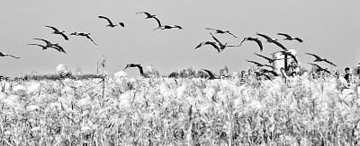  黄委■不断流的黄河，回来了