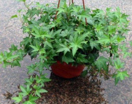  甲醛能力■“吸甲醛”最强的3种“植物”，不是绿萝、吊兰，养1盆身体更健康