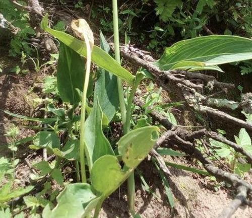  #人称#玉米地里的“1种植物”，拔1棵少掉1棵，人称“半夏”，珍贵！