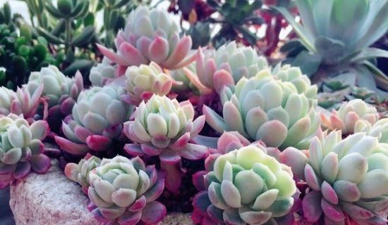  「入手」标致又美丽的多肉，一盆顶十盆，春天正好入手，剁手吧！