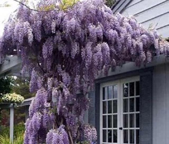  「爬藤花卉」春季此花院子里要栽2株，开花绚烂，花香不输桂花，好养易成活