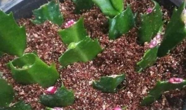  『豆瓣绿』这几种植物插个叶子就能养活，不用出去买，别再傻傻的花钱了！