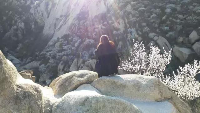 花开成海!!!再过半个月,海淀这座山将美成童话!