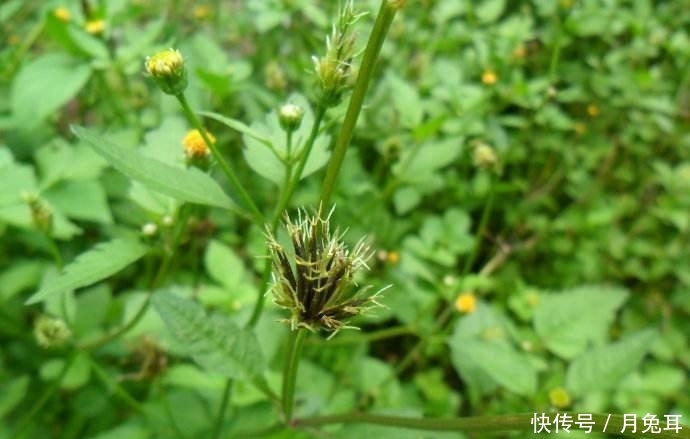  「小霸王」农村植物“小霸王”, 一株可结千颗籽, 过去当成害草,