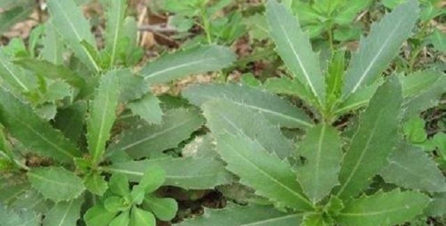  门口■农村有一野草，长在门口影响美观，殊不知1斤几十元，价值