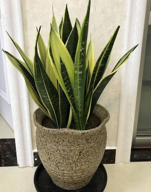 『绿萝』?养花养不活?试试这4种,“植物杀手”都能养活,爆盆不费劲