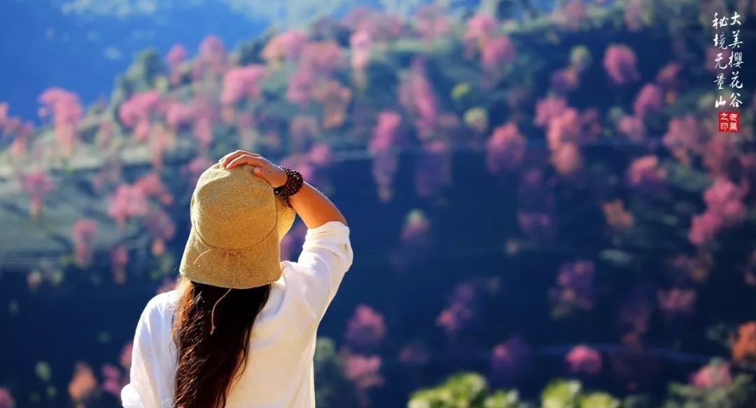 大美无量丨樱花谷的樱花又开了，未来20天，赏花正当时
