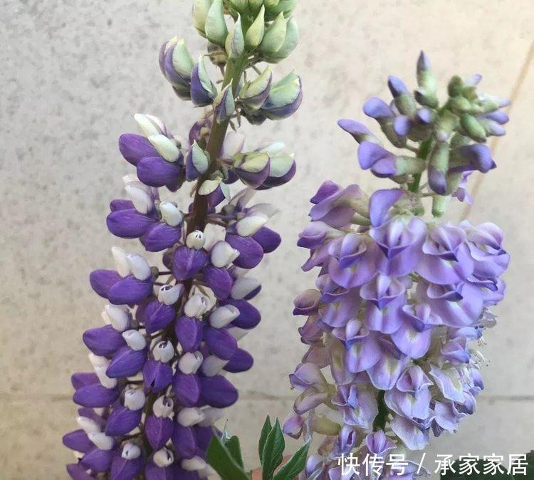 漂亮|喜欢家中养花,就养开花漂亮好养活,花量大花期长的花