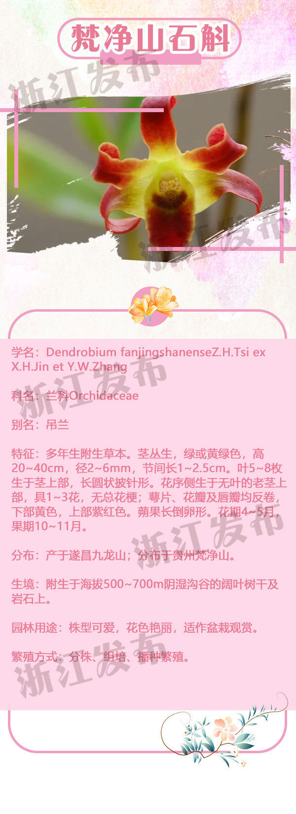  一家人：这些姿态各异的野花原来是“一家人”