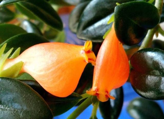 「要及时」花开似金鱼,这样养护让你花开如“鱼塘”