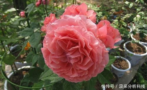  『香浓』此花号称开花机器，花大香浓，多季节开花，值得拥有！
